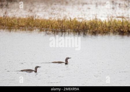 Plongeur à gorge rouge (Gavia stellata), couple de reproduction dans un splendide plumage, Varanger, Finnmark, Norvège Banque D'Images