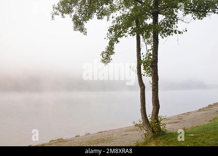 Diemelsee dans un brouillard dense, alders d'arbres à feuilles caduques (Alnus) sur la rive, Parc naturel de Diemelsee, Hesse, Allemagne Banque D'Images