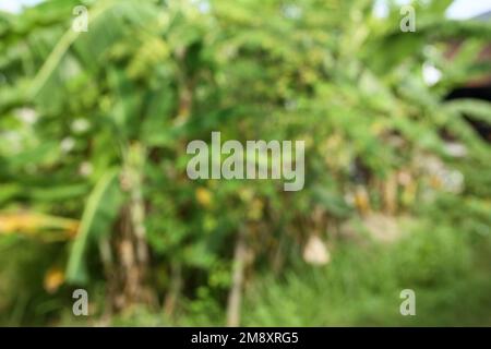 la photo floue à l'arrière est un arbre très vert Banque D'Images