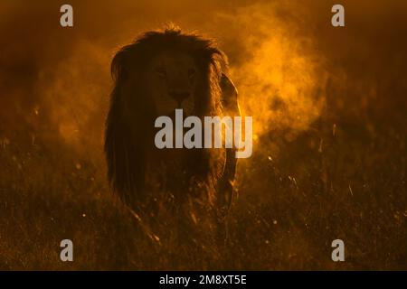 Un homme africain rétro-éclairé qui hurle à l'aube à Masai Mara Banque D'Images