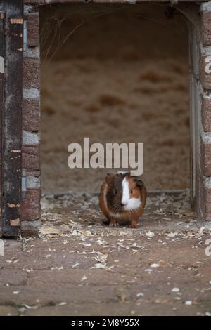 Gros plan vertical d'un mignon cochon d'Amérique trouvé dans la nature Banque D'Images