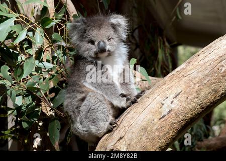 les koala sont généralement de couleur gris-brun avec de la fourrure blanche sur la poitrine, les bras intérieurs, les oreilles et le fond. ils ont une grande tête ronde, de grandes oreilles de fourrure et de grandes Banque D'Images