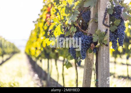 Des petits pains bleus de raisins Cabernet sauvignon dans un vignoble mûrissant avant la récolte. Banque D'Images