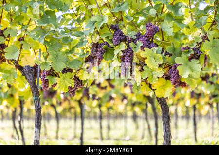 Des petits pains violets de raisins de la variété Red Traminer dans un vignoble mûrissant avant la récolte. Banque D'Images
