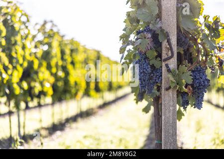 Des petits pains bleus de raisins Cabernet sauvignon dans un vignoble mûrissant avant la récolte. Banque D'Images