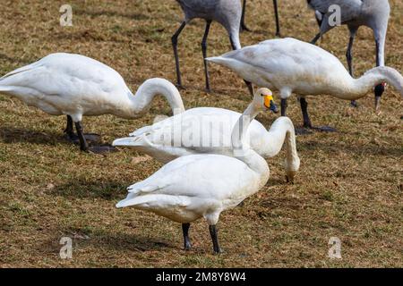 Whooper swans au printemps Banque D'Images