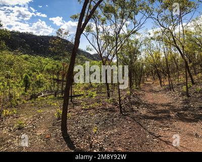 Le sentier menant aux chutes de Motorcar mène vers une vallée légèrement boisée, parc national de Kakadu, territoire du Nord, Australie Banque D'Images