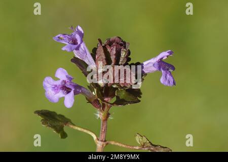 Closeup Floraison de l'ivie du sol (Glechoma hederacea), la famille de la menthe Lamiaceae au printemps. Jardin hollandais vert pâle. Avril, pays-Bas Banque D'Images