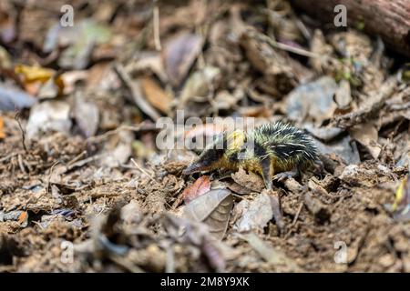 Tenrec à strié dans les basses terres (Hemicentetes Semispinosus), animal endémique sauvage dans les habitats naturels forêts tropicales humides. Andasibe-Mantadia National Banque D'Images