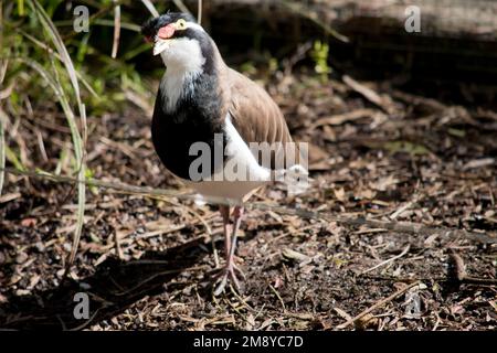 le lapwing à bandes est noir brun et blanc avec deux marques rouges de larme par leurs yeux et un bec jaune Banque D'Images