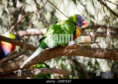 le lorikeet arc-en-ciel est un oiseau coloré avec un bec orange et une tête pourpre et des ailes vertes. C'est manger un morceau de fruit Banque D'Images