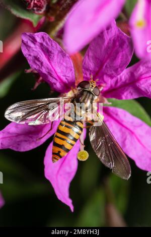 Un aéroglisseur de marmelade, Episyrphus balteatus, se nourrissant d'une fleur pourpre. Banque D'Images