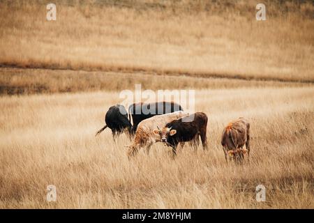 Vaches en herbe sèche en pâturage d'automne. Les vaches se broutent sur une pente de colline jaune. Saison d'automne à Steppe. Concept alimentaire. Couleurs douces Banque D'Images
