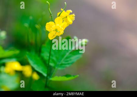 Les fleurs jaunes de Chelidonium majus, la plus grande célandine, est une plante herbacée vivace de la famille des papapapavoceae Banque D'Images