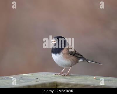 junco aux yeux sombres, Junco hyemalis, oiseau unique au sol, Colombie-Britannique, Canada, décembre 2022 Banque D'Images
