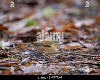 junco aux yeux sombres, Junco hyemalis, oiseau unique au sol, Colombie-Britannique, Canada, décembre 2022 Banque D'Images
