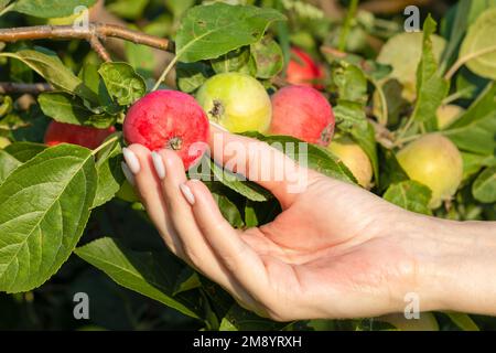 l'homme choisit une pomme dans un arbre. la main femelle porte une pomme rouge. pomme mûre Banque D'Images