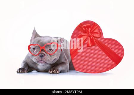 Chien Bulldog français portant des lunettes de Saint-Valentin en forme de coeur rouge avec boîte cadeau sur fond blanc Banque D'Images