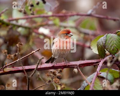 House finch, Haemorhous mexicanus, homme unique sur branche, Colombie-Britannique, Canada, décembre 2022 Banque D'Images