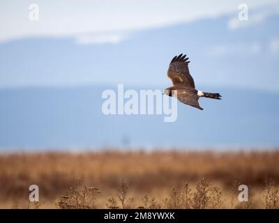 Northern Harrier, Cirque. Hudsonius, femelle célibataire en vol, Colombie-Britannique, Canada, décembre 2022 Banque D'Images