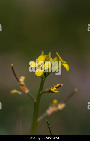 Sisymbrium orientale, usine de roquette de l'est à Flower Banque D'Images