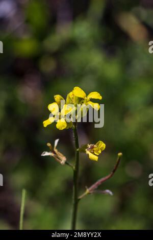 Sisymbrium orientale, usine de roquette de l'est à Flower Banque D'Images