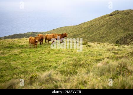 Bétail debout sur une prairie vallonnée près de la mer dans les Açores Banque D'Images