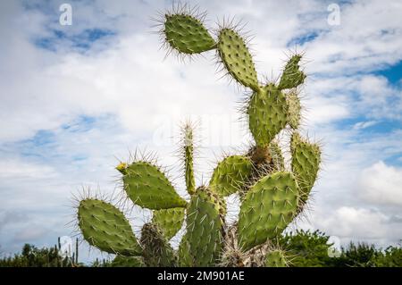 Un cactus à la poire pirickly (Opuntia) qui grandit dans le ciel sur l'île des caraïbes Curaçao. Banque D'Images