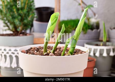 De nouvelles pousses de plante hosta poussant hors de pot au début du printemps Banque D'Images