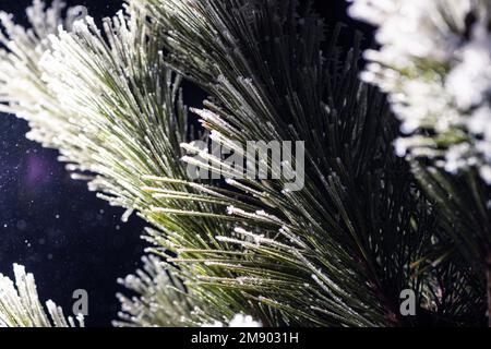 aiguilles de sapin congelées dans une lumière colorée Banque D'Images