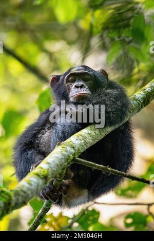 Un chimpanzé regardant le photographe des arbres. Image capturée dans la forêt tropicale de Kibale, dans l'ouest de l'Ouganda. Banque D'Images