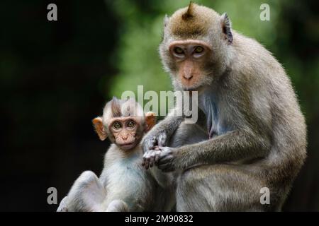 adorable singe asiatique bébé tenant la main de sa mère et regardant l'appareil photo dans la nature dans le parc national. Nature faune et amour des animaux concept. Banque D'Images