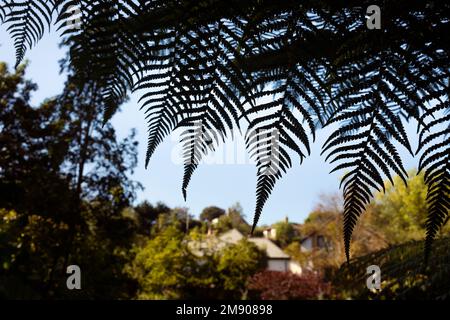 Les frondes de l'Antarctique dicksonia silhoueted contre le ciel poussant dans un jardin à Cornwall en Angleterre au Royaume-Uni. Banque D'Images