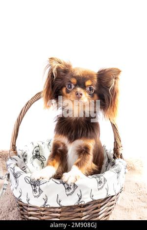 chihuahua,long poil chihuahua,long poil chihuahua,chihuahua chiot,mignon,chiot,chien,chien,chien dans panier,panier,fond blanc,long poil,long,ha Banque D'Images