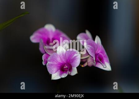 Une mise au point sélective des orchidées de Cooktown sur un arrière-plan sombre et flou Banque D'Images