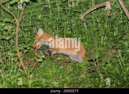 Red Fox cub (Vulpes vulpes), âgé d'environ 8/10 semaines, s'aventurant au-dessus du sol pour se nourrir. WoolHope Herefordshire Royaume-Uni. Mai 2022 Banque D'Images