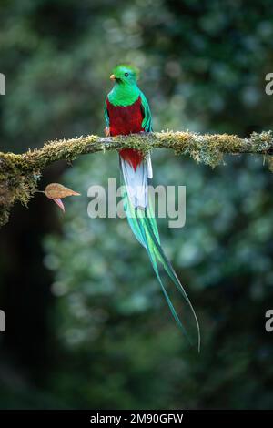 Quetzal resplendent (Pharomachrus mocinno), mâle perché dans un arbre de forêt nuageuse, Cerro de la Muerte, Costa Rica Banque D'Images