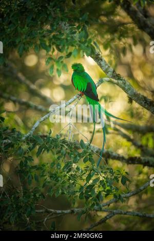 Quetzal resplendent (Pharomachrus mocinno), mâle perché dans un arbre de forêt nuageuse, Cerro de la Muerte, Costa Rica Banque D'Images