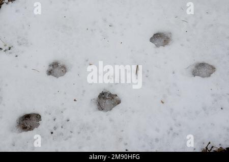 Le renard roux d'Ezo Vulpes vulpes schrenckii suit dans la neige. Kumanoyu Onsen. Parc national de Shiretoko. Péninsule de Shiretoko. Hokkaido. Japon. Banque D'Images