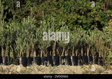 Olivier, gros plan sur les plantules de sautant d'olive dans un sac en plastique noir pour la vente. Banque D'Images