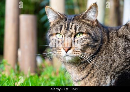 Gros plan de la tête du chat. Un visage de chat époustouflant. Chat noir et marron. Chat mignon Banque D'Images