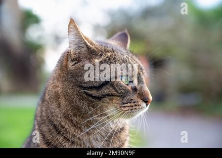 Gros plan de la tête du chat. Un visage de chat époustouflant. Chat noir et marron. Chat mignon Banque D'Images