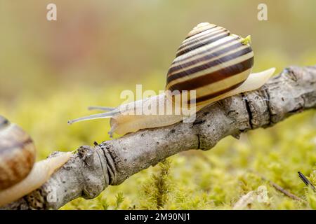 Lentement l'Escargot rampant sur super macro close-up Banque D'Images