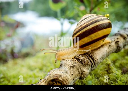 Lentement l'Escargot rampant sur super macro close-up Banque D'Images