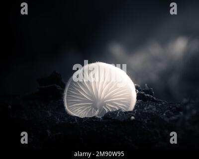 Un gros plan d'un champignon blanc éclatant dans l'obscurité. Crepidotus epibryus. Banque D'Images