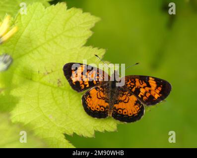 Un croissant du Nord (Phyciodes cocyta) buvant du nectar photographié au Canada en juin Banque D'Images