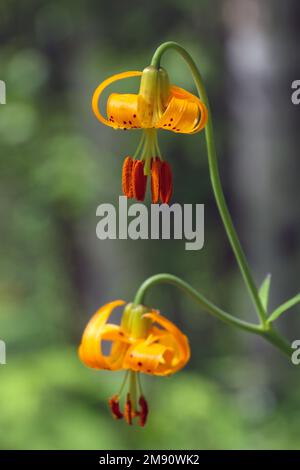 Lilium columbianum est un nénuphar originaire de l'ouest de l'Amérique du Nord. Il est également connu sous le nom de lys de Columbia, lys de tigre de Columbia, ou tout simplement de lys de tigre Photogr Banque D'Images