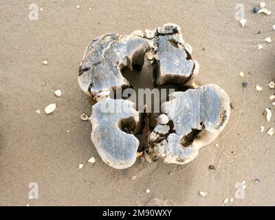 groyne unique sur la plage. Le bois est coincé dans le sable sur la plage de la côte de la mer Baltique. Abri en bois, ils aident à protéger le Banque D'Images