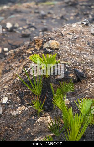Palmier éventail européen, Chamaerops humilis repoussant après un feu de forêt, Espagne. Banque D'Images