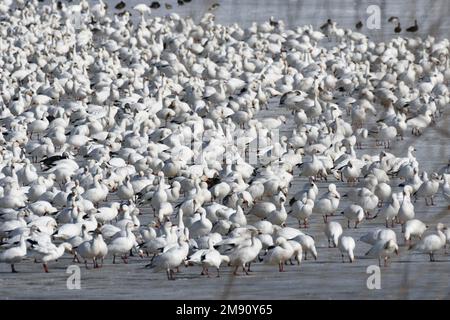 Grand troupeau d'oiseaux nourrissant des oies de cygne Banque D'Images